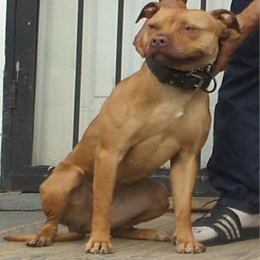 media/Lewis All We Do Kennels Pinky Pit Bull.jpg